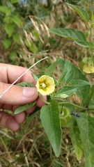 Physalis longifolia subglabrata