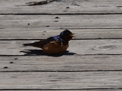 Hirundo rustica erythrogaster