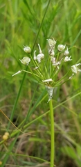 Amerallium