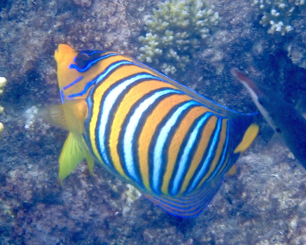 Regal angelfish