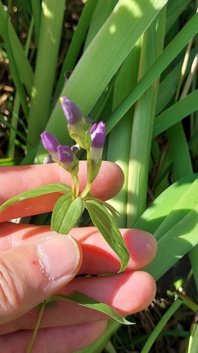 Image of Gentianella auriculata by no rights reserved