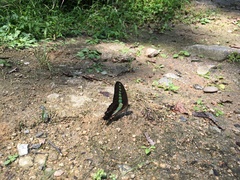 Graphium sarpedon nipponum