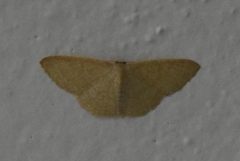 Pleuroprucha