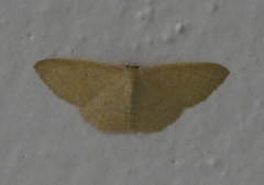 Pleuroprucha