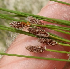 Eleocharis occulta