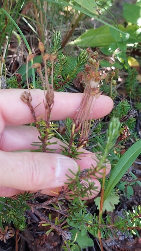 Image of Phyllodoce aleutica by no rights reserved