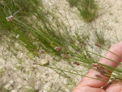 Eleocharis occulta
