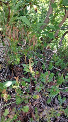 Image of Phyllodoce aleutica by no rights reserved