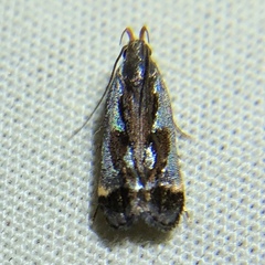 Dichomeris ochripalpella