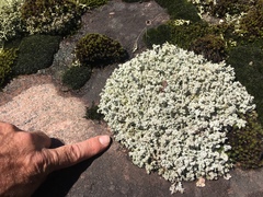 Stereocaulon saxatile