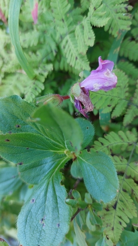 Image of Rhododendron camtschaticum by no rights reserved