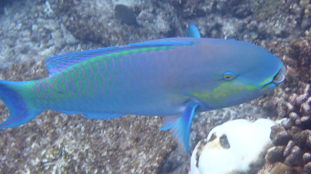 Indian heavybeak parrotfish (Chlorurus strongylocephalus) — Scaridae