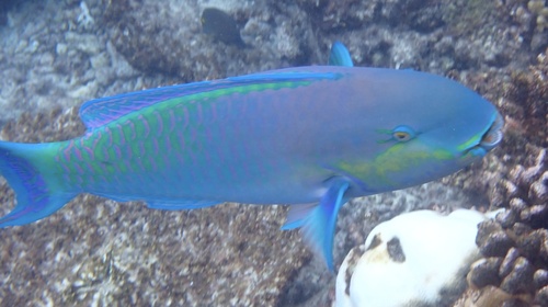 Roundhead Parrotfish — seen at this dive site