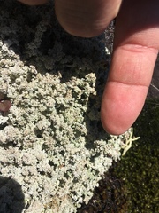 Stereocaulon saxatile