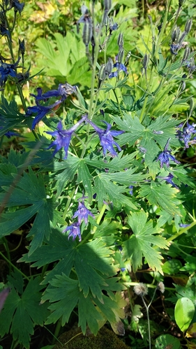 Image of Delphinium brachycentrum by no rights reserved