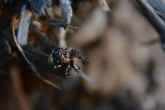 Cryptorhynchus lapathi