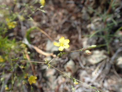 Image of Hesperolinon adenophyllum by no rights reserved