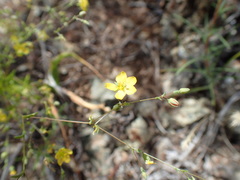 Hesperolinon adenophyllum