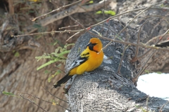 Icterus pustulatus graysonii