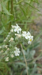 Oreocarya setosissima