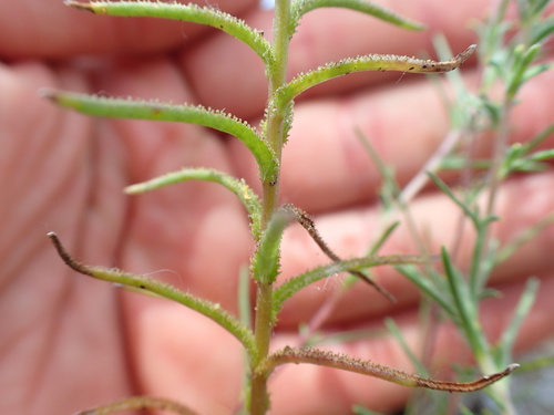 Image of Hesperolinon adenophyllum by no rights reserved