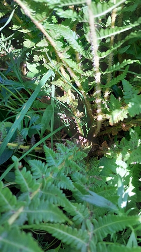 Image of Oreopteris quelpartensis by no rights reserved
