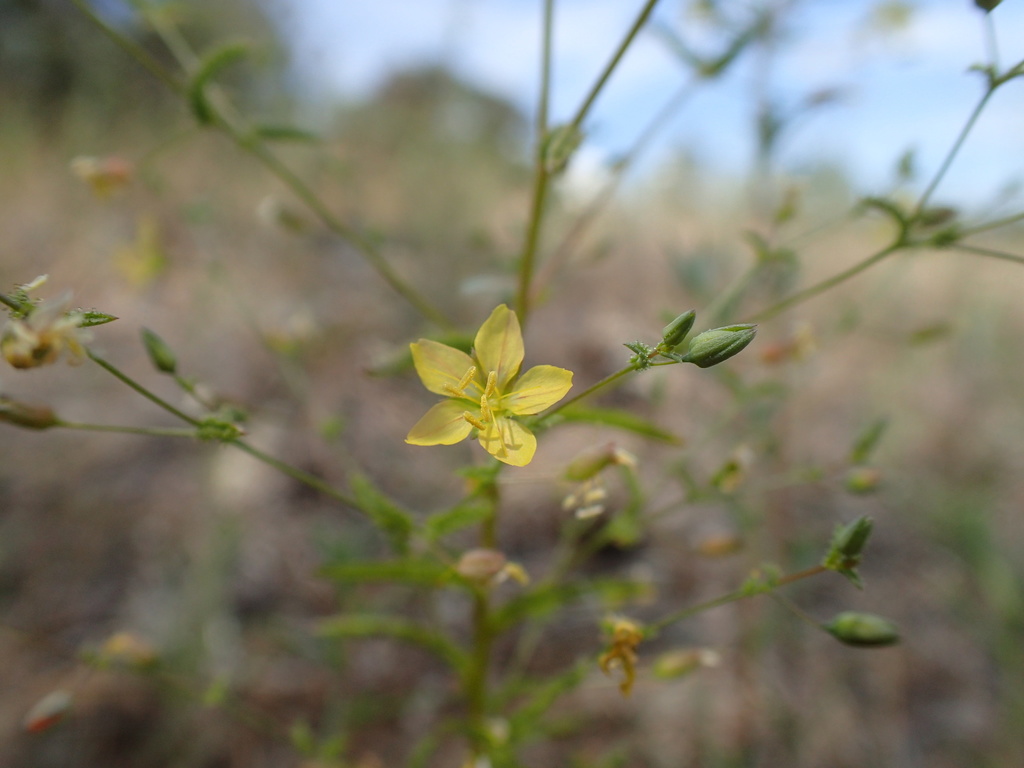 glandular western flax