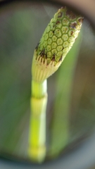 Equisetum laevigatum
