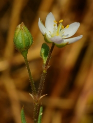Spergularia macrotheca longistyla