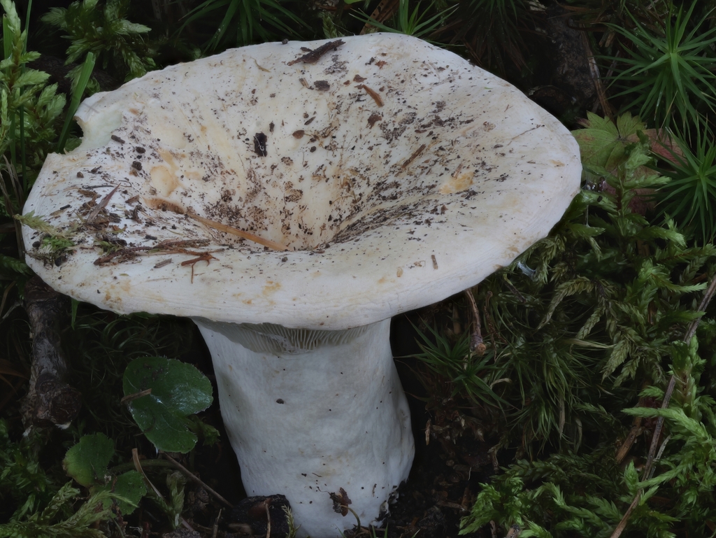 Lactifluus sp. 'glaucescens-PA01'