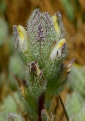 Chloropyron molle hispidum
