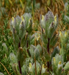 Chloropyron molle hispidum