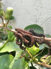 Dione juno huascuma