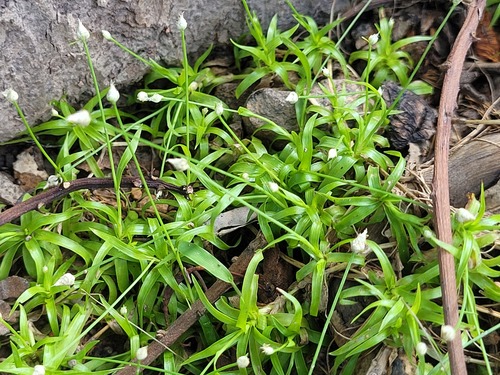 Rhynchospora albescens