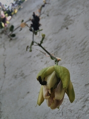 Dione juno huascuma