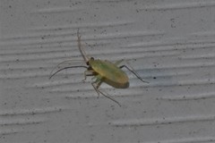 Blepharidopterus provancheri