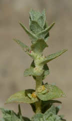 Atriplex minuscula