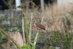 Cardinalis cardinalis mariae
