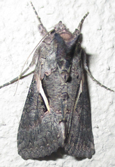 Trichoplusia