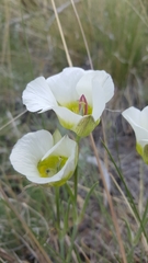 Calochortus ambiguus