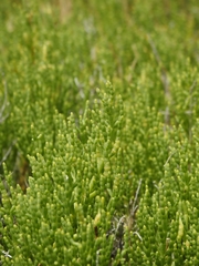 Arthroceras subterminale