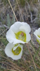 Calochortus ambiguus