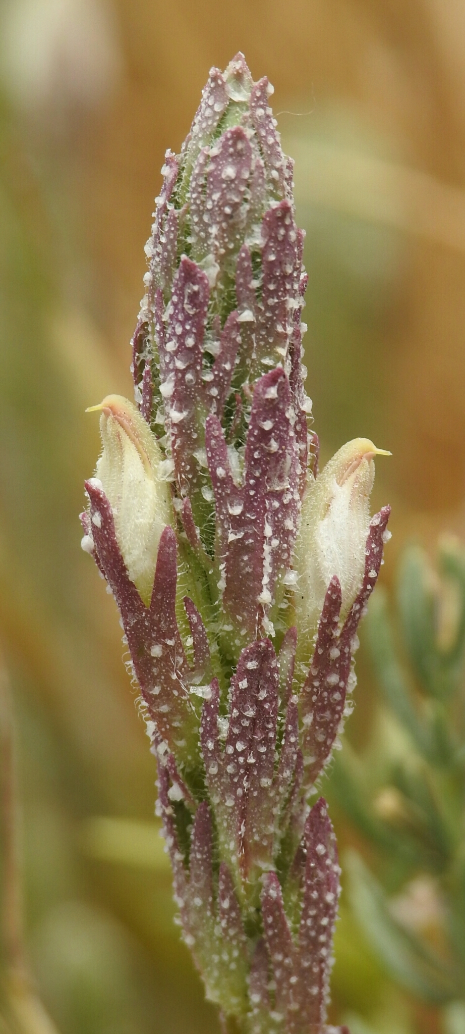 Chloropyron palmatum