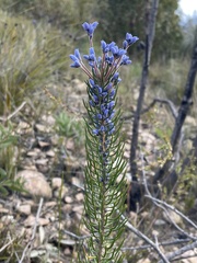 Blue Smokebush (Conospermum coerulescens)