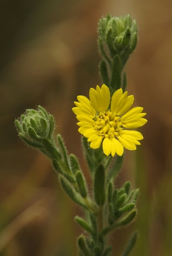 Livermore tarweed (Deinandra bacigalupii)