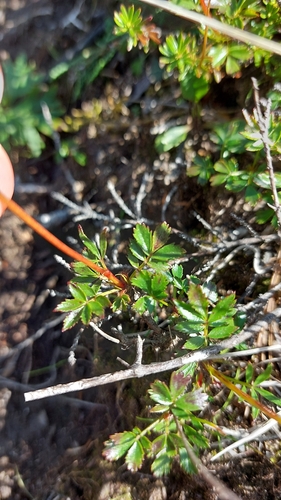 Image of Geum pentapetalum by no rights reserved