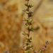 Bush Seepweed - Photo (c) David Greenberger, some rights reserved (CC BY-NC-ND), uploaded by David Greenberger