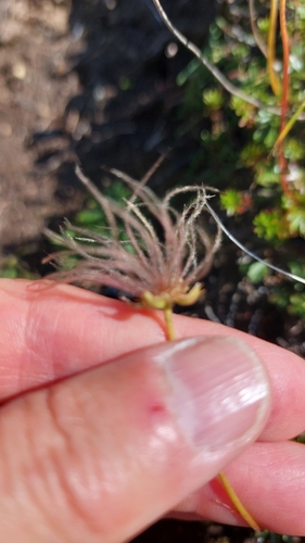 Image of Geum pentapetalum by no rights reserved