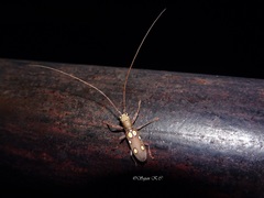 Olenecamptus bilobus