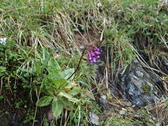 Primula miyabeana